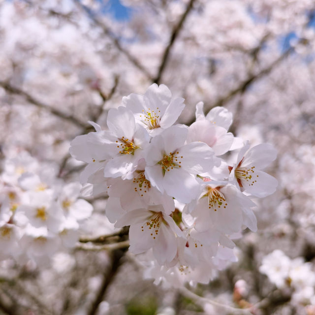 【亀岡🇯🇵】京都の穴場桜スポットはここ🌸
