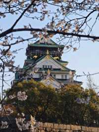 Cherry Blossoms in Japan