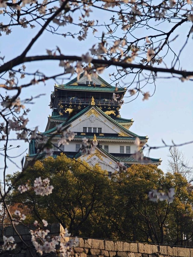 Cherry Blossoms in Japan
