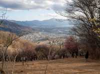 宝登山の頂上の秋