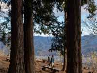 宝登山の頂上の秋