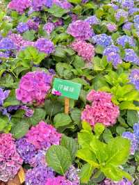 台北大森林公園｜城市裡的秘密花園