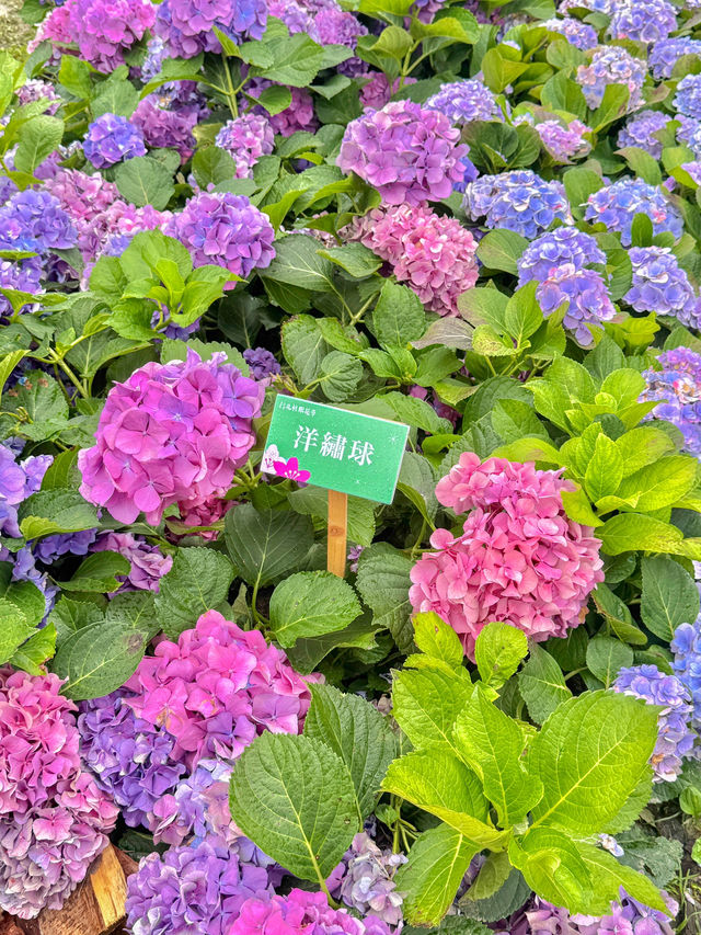 台北大森林公園｜城市裡的秘密花園