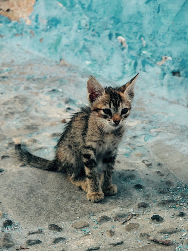 青と猫の街シャウエン　モロッコ🇲🇦