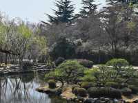 “Bulguksa Temple: Where Cherry Blossoms Embrace Timeless Tranquility”