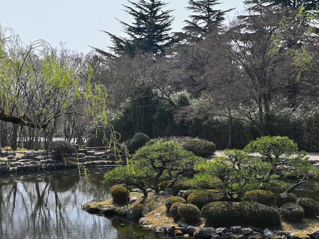 “Bulguksa Temple: Where Cherry Blossoms Embrace Timeless Tranquility”