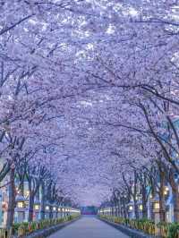 Tsurugaoka Hachimangu Cherry Blossoms– Kamakura’s Samurai Sakura Sanctuary