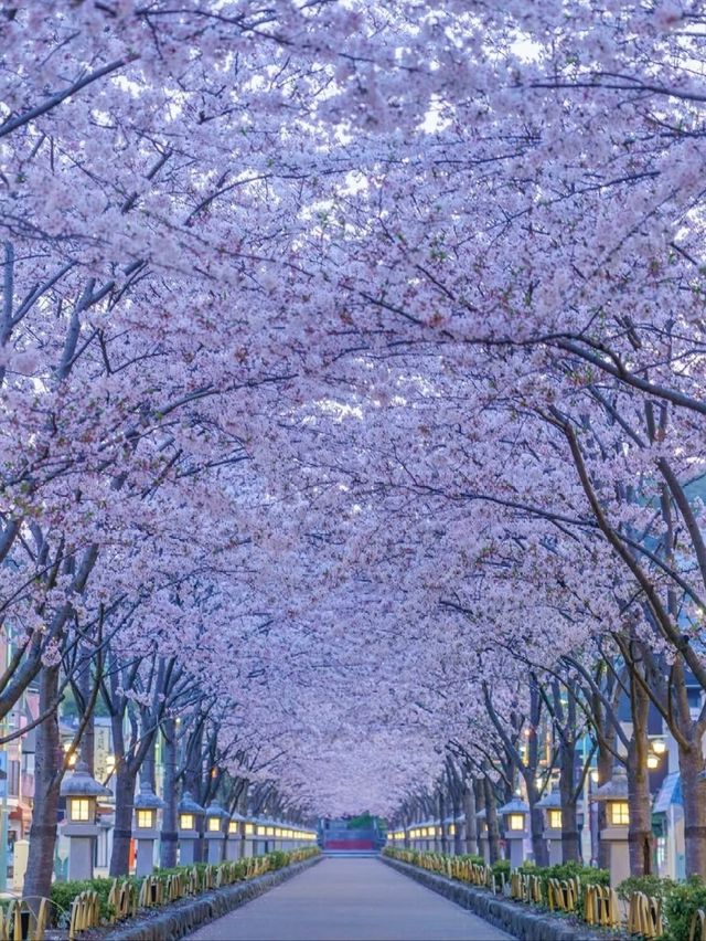 Tsurugaoka Hachimangu Cherry Blossoms– Kamakura’s Samurai Sakura Sanctuary