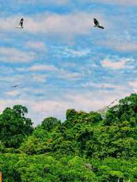 Pulau Singa Besar – Langkawi’s Wild Island of Eagles & Nature** 🦅🌿