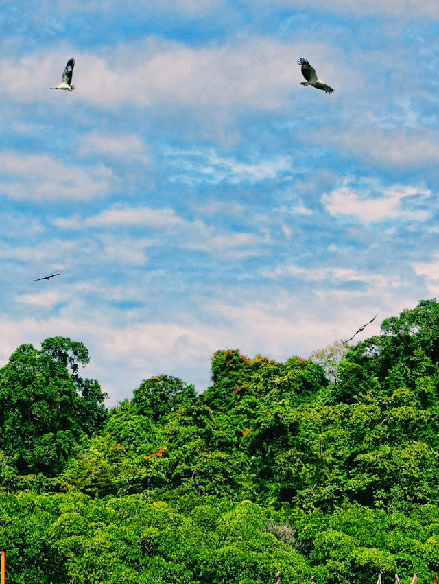 Pulau Singa Besar – Langkawi’s Wild Island of Eagles & Nature** 🦅🌿