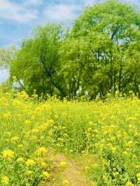 Palhyeon Ecological Park: A Springtime Yellow Flower Haven