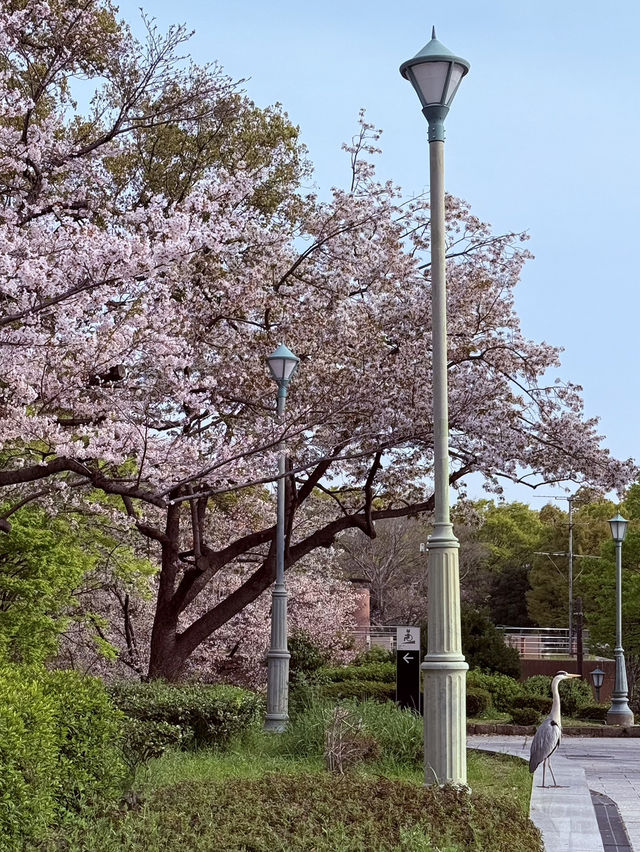 Tennoji Park: Serene Morning Jog Amongst Hints of #aprilblooms 🏃‍♀️🌸