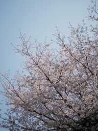 🌸 Cherry Blossom Magic at Expo Avenue, Shanghai 🌸