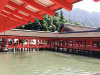 【広島⛩️宮島】海に佇む鳥居🌅美しい世界遺産✨