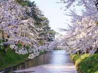 日本三大賞櫻名所之一：弘前公園櫻花海