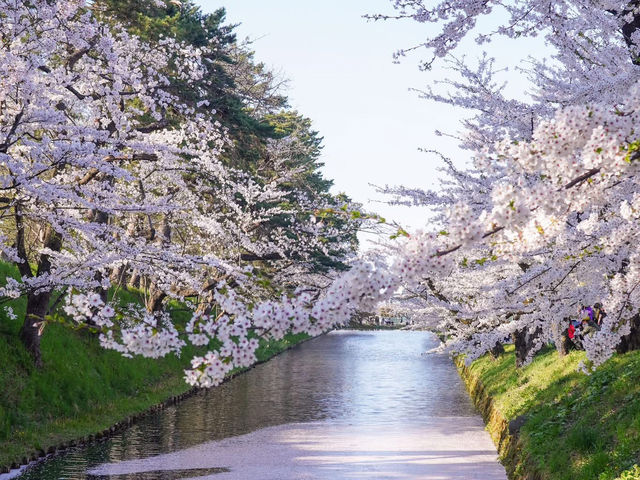 日本三大賞櫻名所之一：弘前公園櫻花海