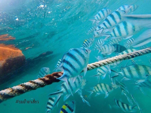 แสมสาร…ที่คิดถึง🌊