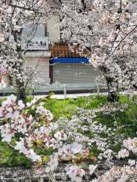 Nara's Saho River Cherry Blossoms: So Beautiful It Makes You Want to Cry 🌸✨