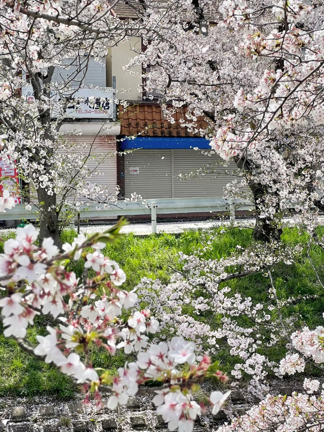 Nara's Saho River Cherry Blossoms: So Beautiful It Makes You Want to Cry 🌸✨