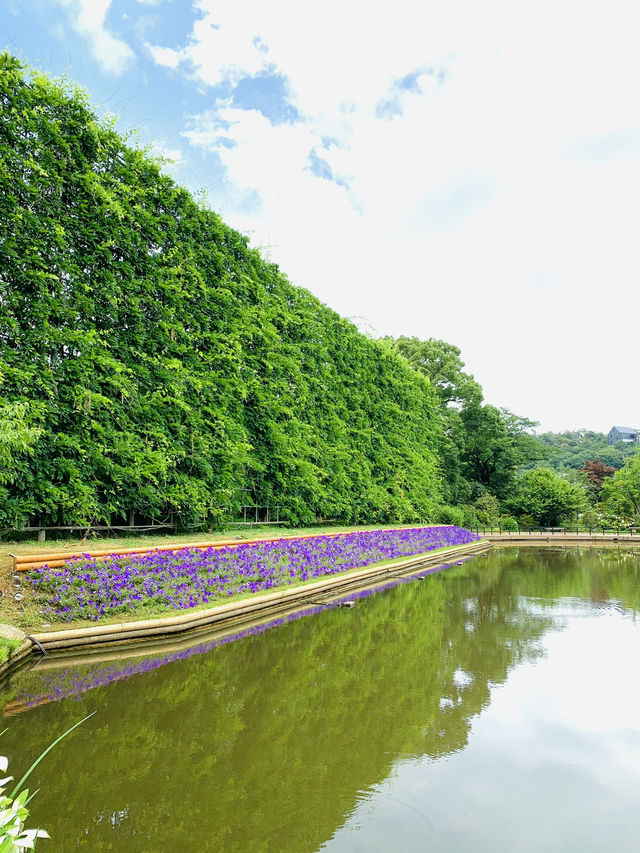 【栃木】藤の花だけでなく、菖蒲、紫陽花も素晴らしい
