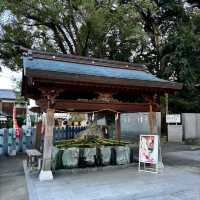🇯🇵【愛媛県】伊豫豆比古命神社（別称:椿神社）！
