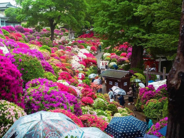 Lễ hôi Hoa Đỗ Quyên