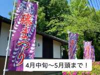 【限定イベント】曼陀羅寺公園の藤まつり