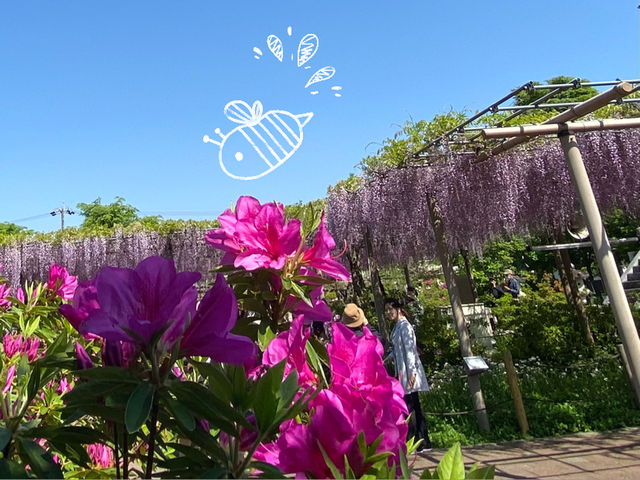 【限定イベント】曼陀羅寺公園の藤まつり