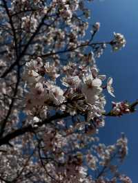“Whispers of Spring: Cherry Blossoms in Daejeon’s Hidden Havens”