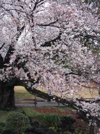 Shinjuku Gyoen National Garden - spring memory