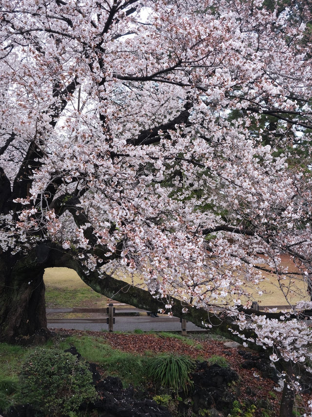 Shinjuku Gyoen National Garden - spring memory
