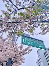 🇰🇷首爾汝矣島賞櫻攻略🌸不藏私路線分享