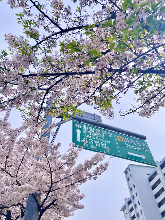 🇰🇷首爾汝矣島賞櫻攻略🌸不藏私路線分享
