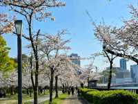大阪賞櫻-毛馬櫻之宮公園，JR一出站就是浪漫的櫻花海
