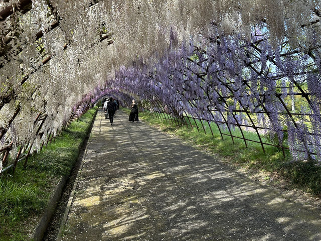 夢幻的紫藤花園