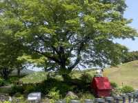 濟州島史努比公園攻略