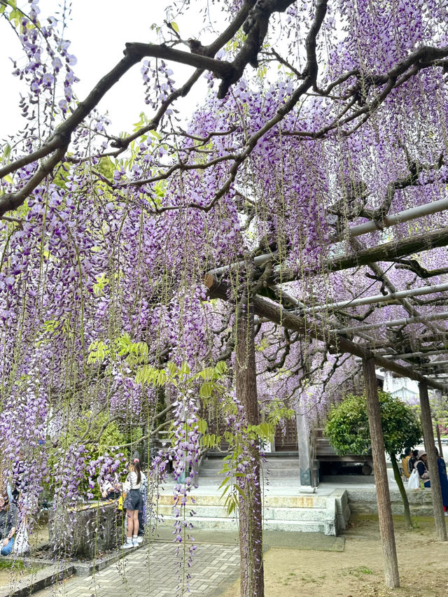 【福岡観光】樹齢100年以上の藤棚が広がる公園✨️