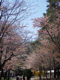 Cherry Blossoms at the Shrine, Outlet Spree, and a Bittersweet Goodbye 🌸🛍✈️