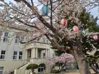 Blooms in the north 