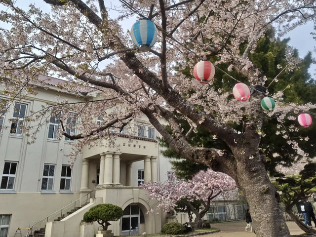 Blooms in the north 