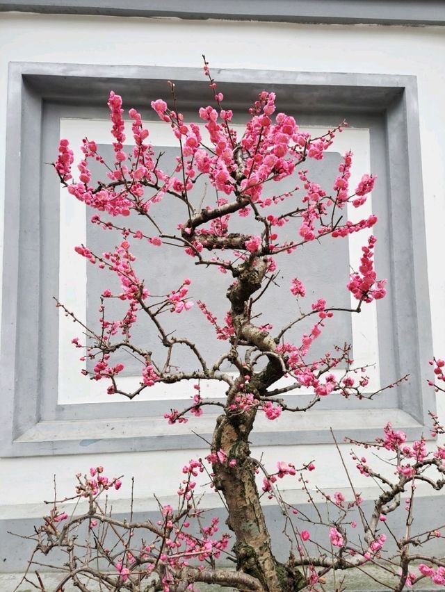 고요한 정원 속 작은 세계, 두보초당의 분재