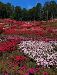 Flower Heaven
