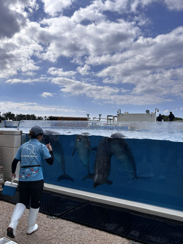 沖繩你不能不去的美麗海水族館🪼