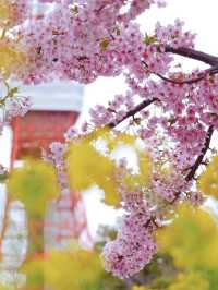 跟著櫻花季遊東京～