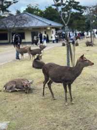 A Family’s Ultimate 6-Day Osaka Adventure: From Nara Deer to Super Mario World!