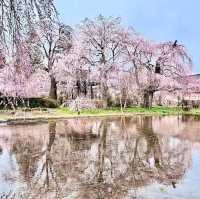 Cherry Blossoms and Riverbank Strolls Done Right