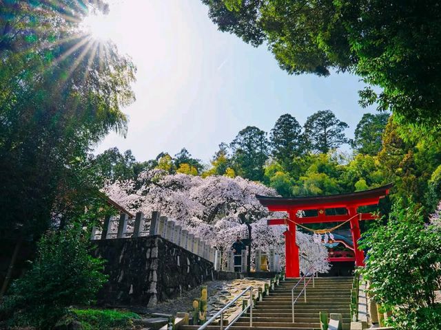 Sakura and Shrine