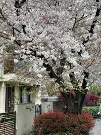Discover the Pulse of Japan