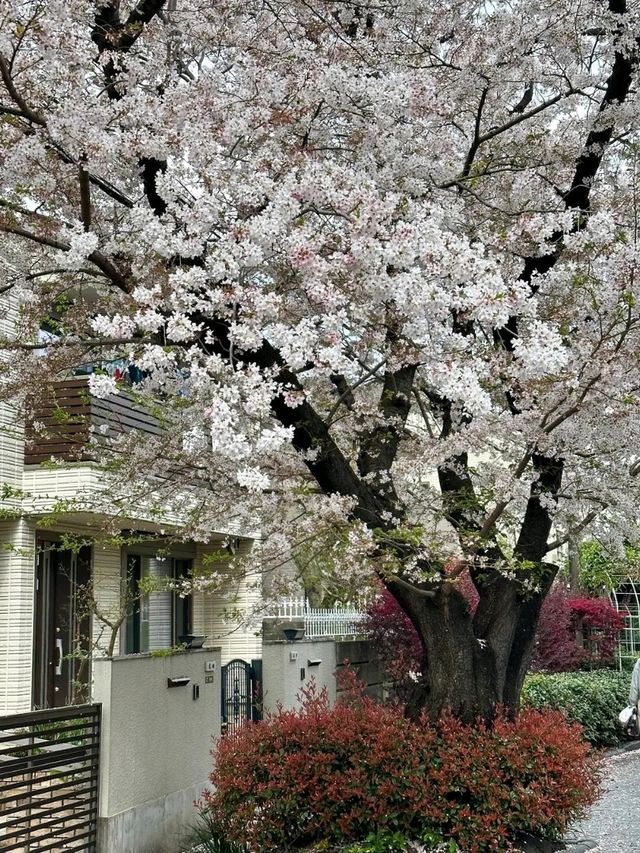 Discover the Pulse of Japan