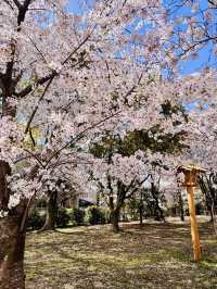 Mirror of Blossoms: A Stroll Around Ohori Park’s Sakura Ring